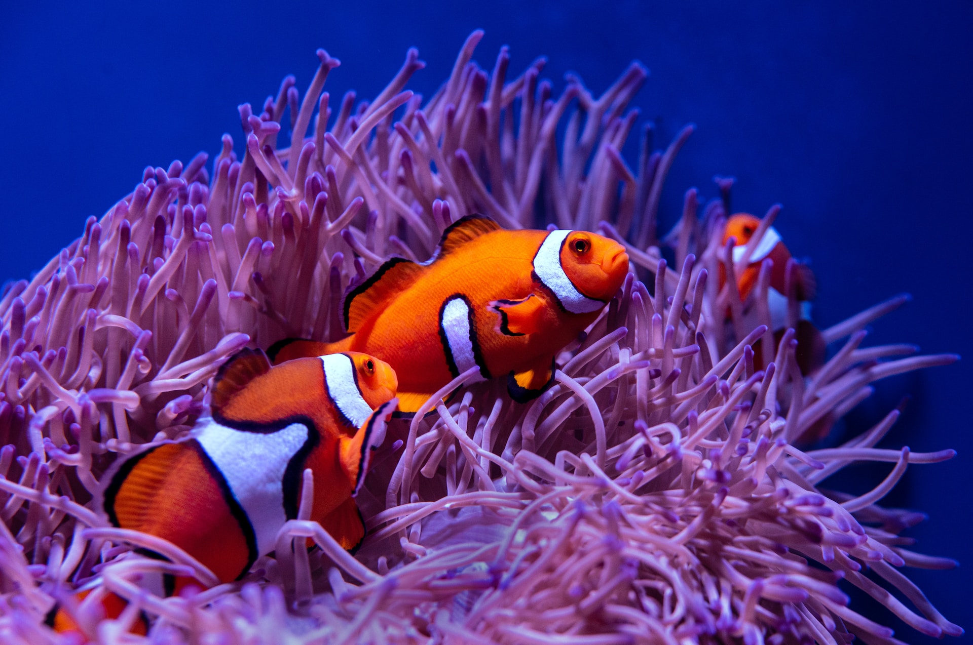 Clownfishes