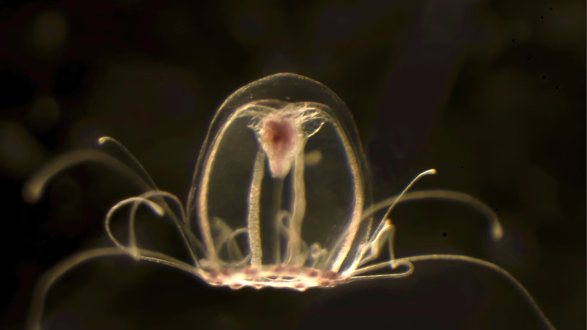 Turritopsis dohrnii
